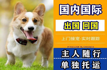 普洱宠物托运公司普洱宠物托运公司普洱宠物托运公司