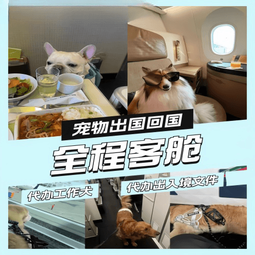 普洱宠物托运到白俄罗斯宠物入境规定和要求